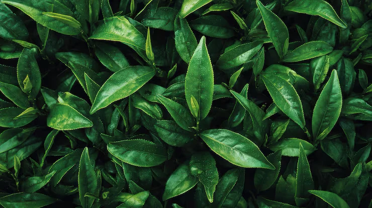 Green Tea Leaf
